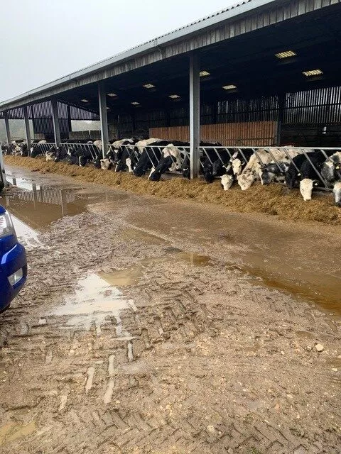 cows-rotated-68f12bd03612d